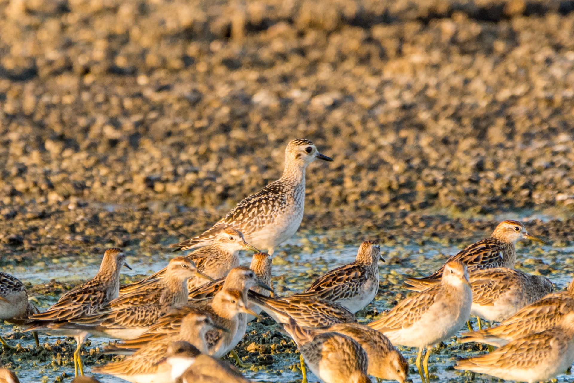 Pacific golden plover