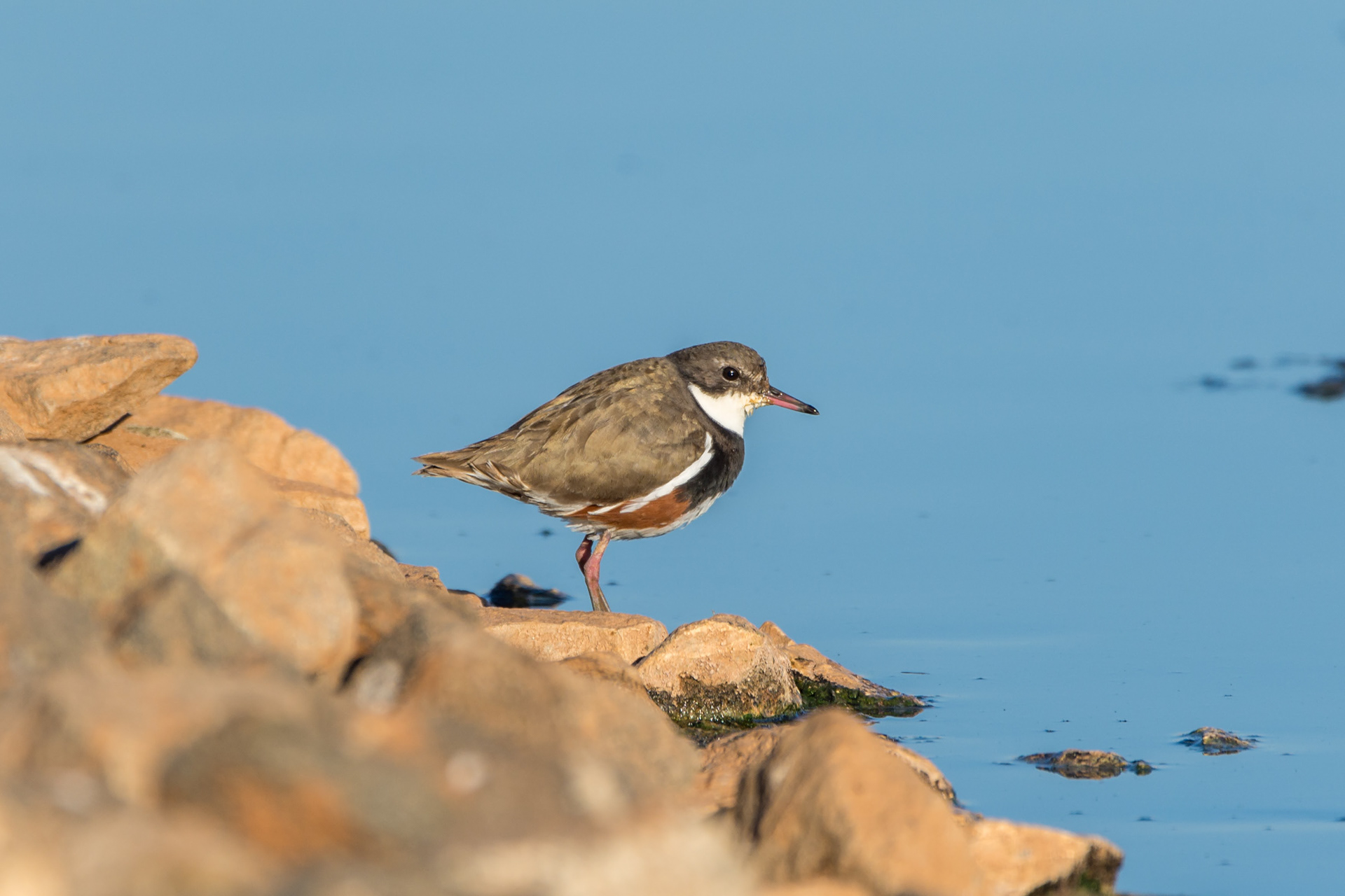 Red-kneed dotterel