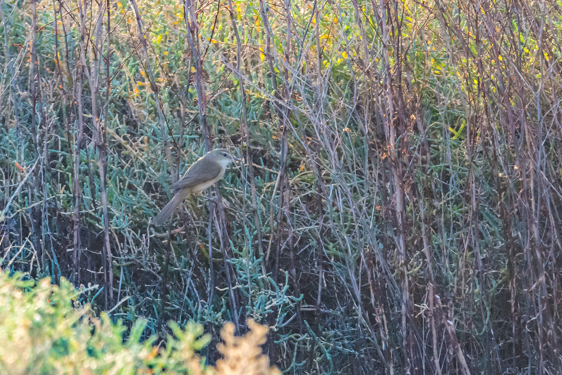 Australian reed-warbler