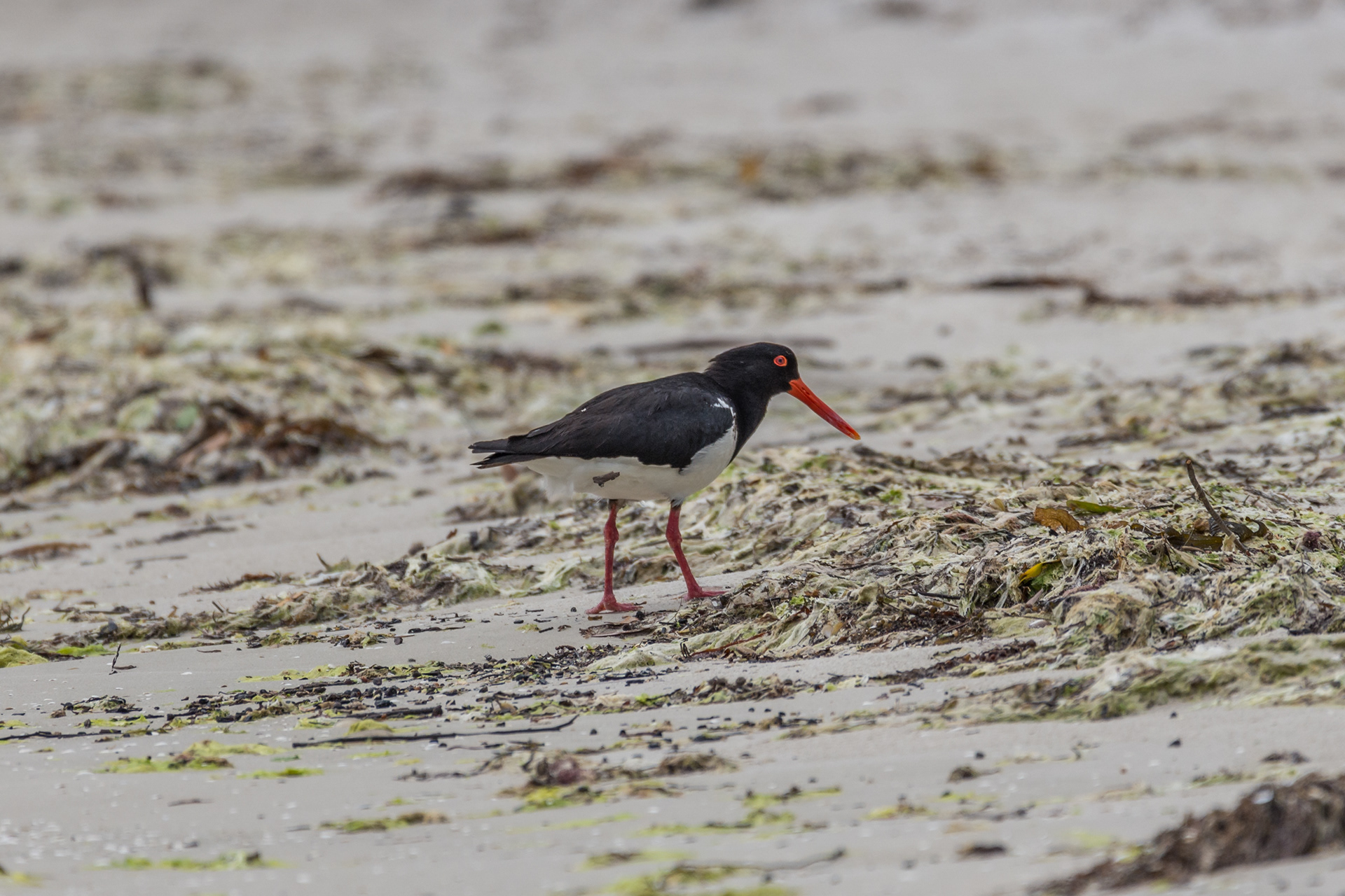 Oystercatchers (Australian pied oystercatcher)
