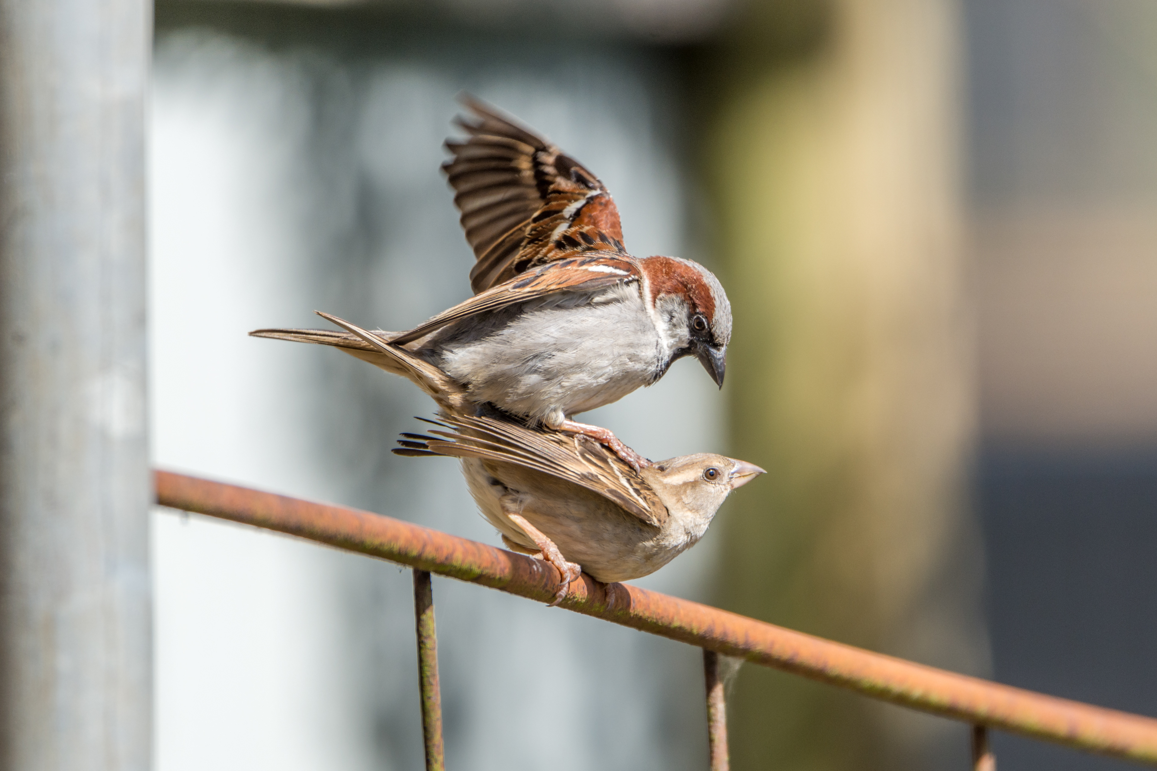 Old World sparrows (House sparrow)
