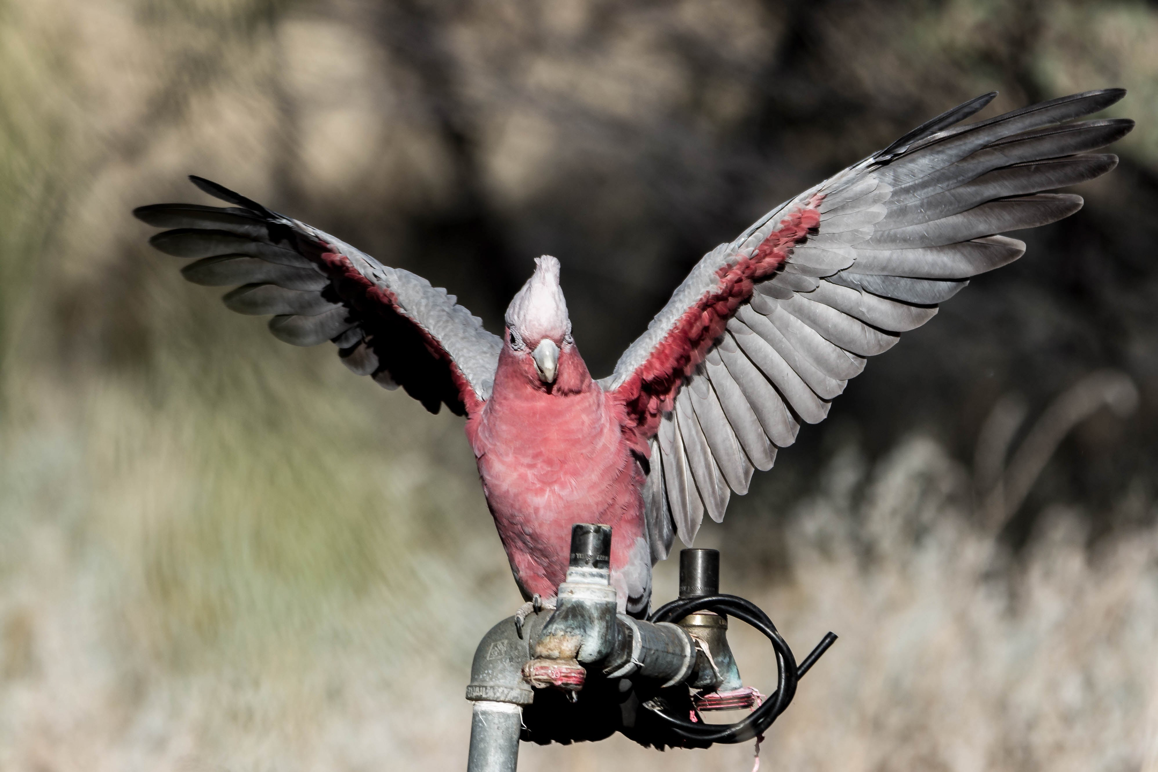 Galah
