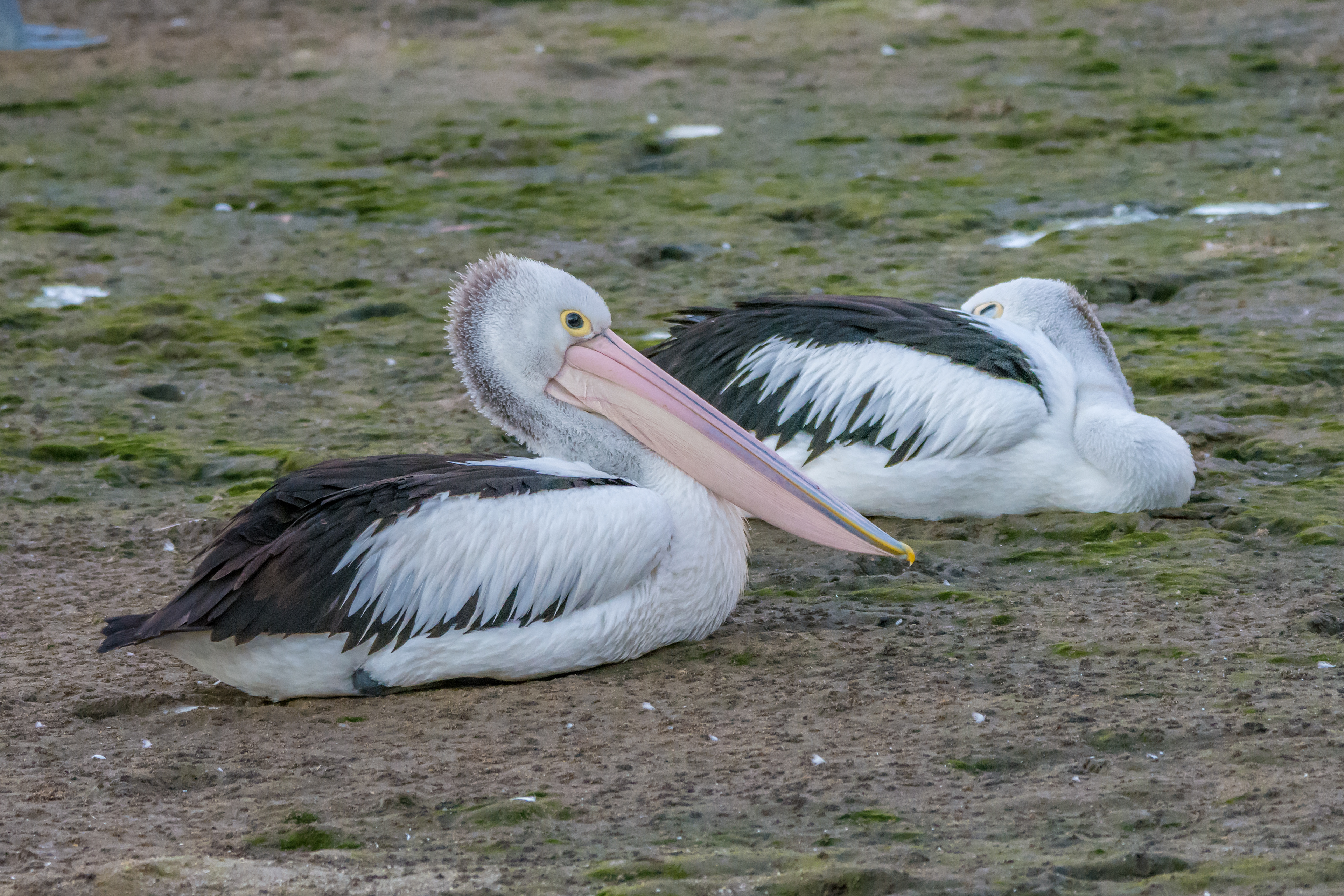 Pelicans (Australian pelican)