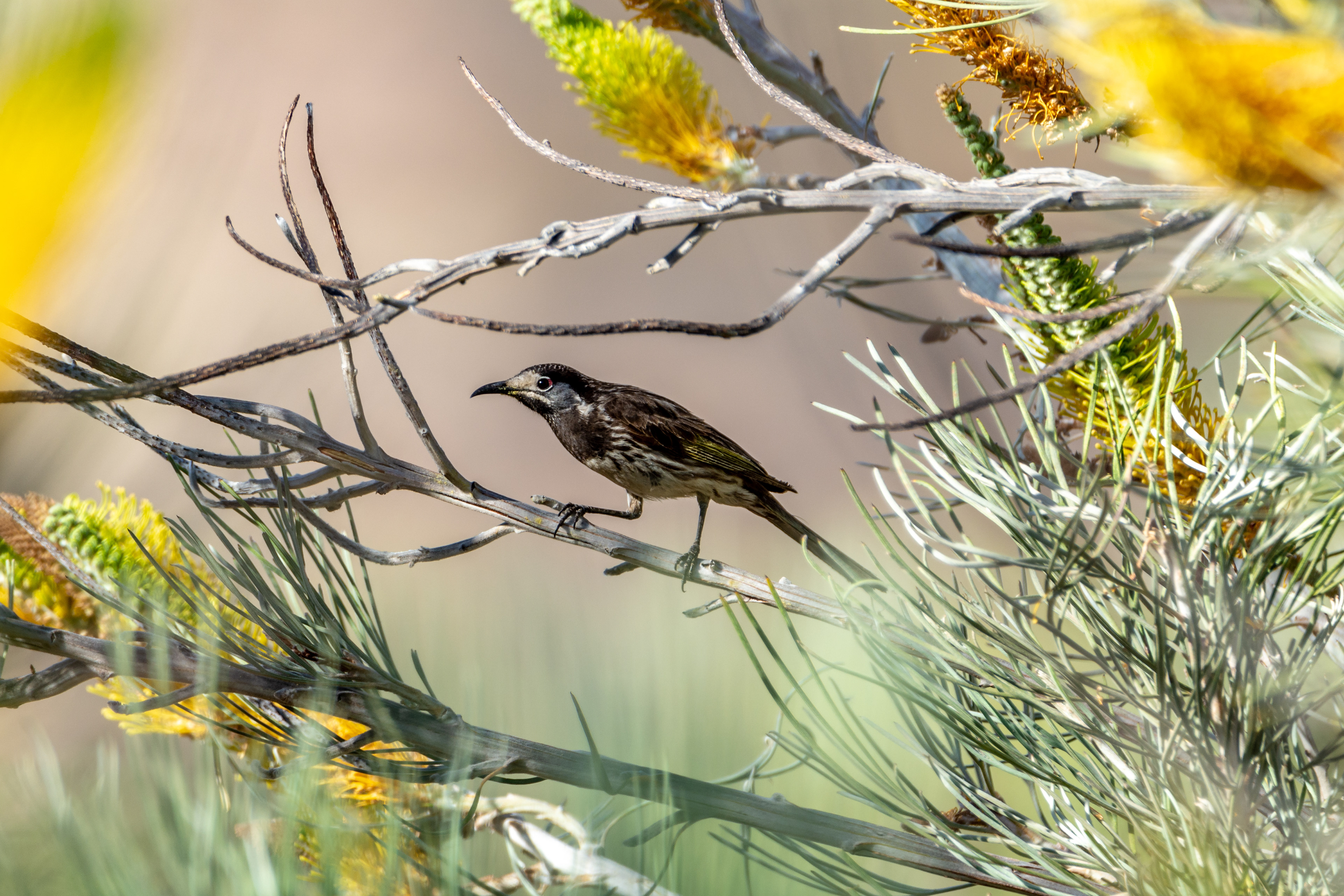 White-fronted honeyeater