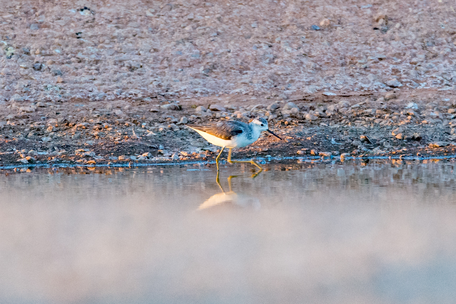 Marsh sandpiper