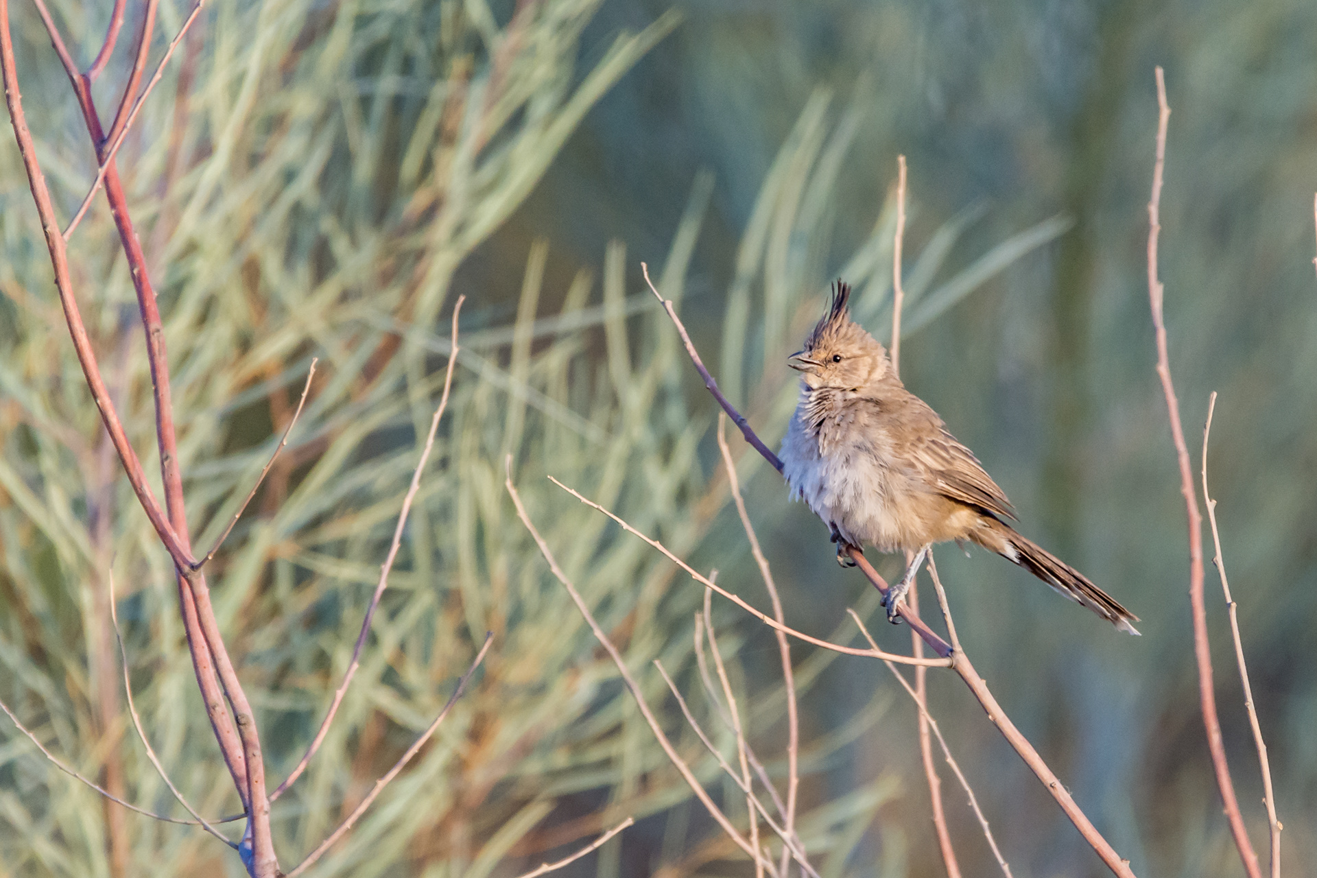 Chiming wedgebill