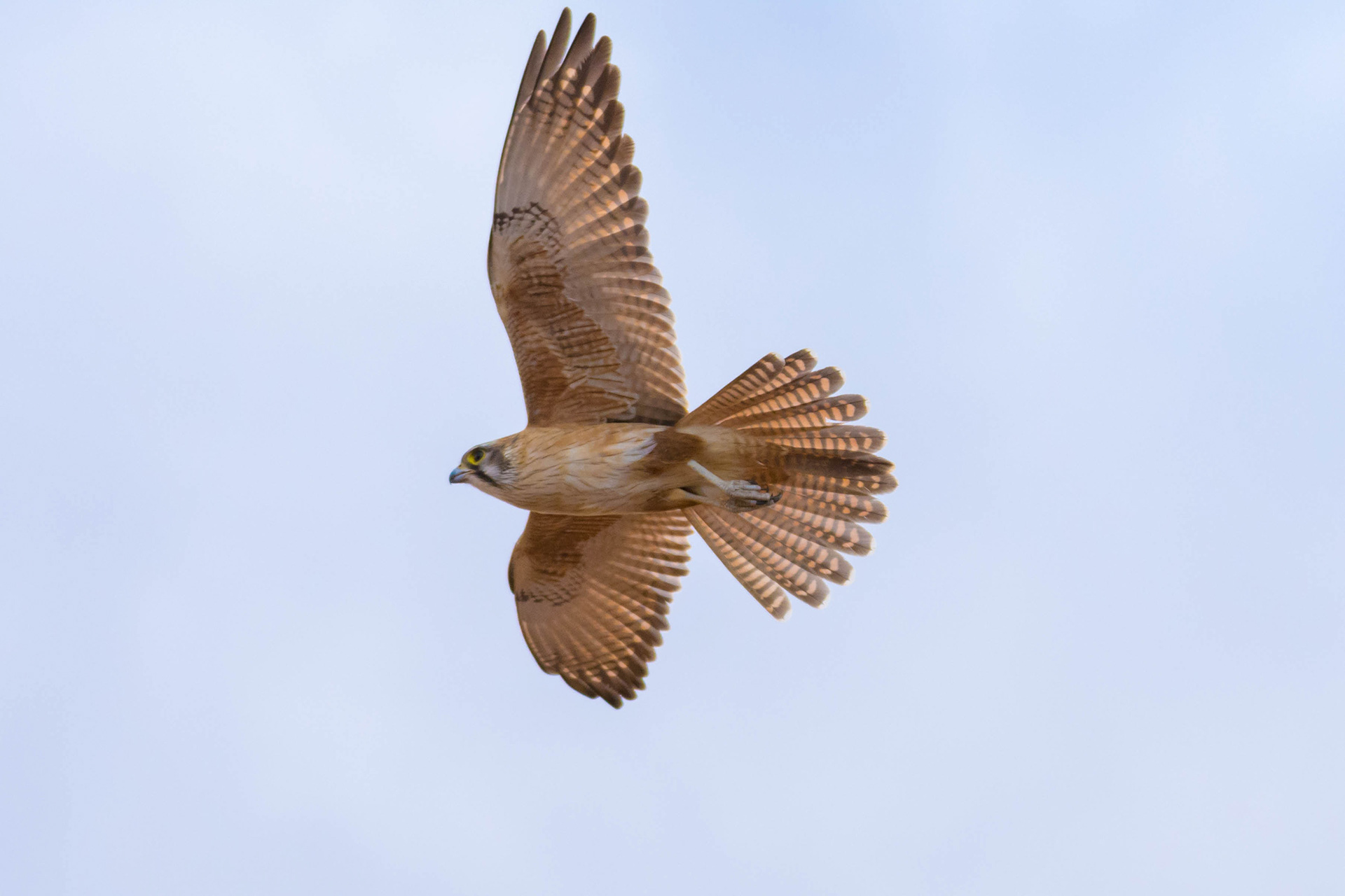Brown falcon