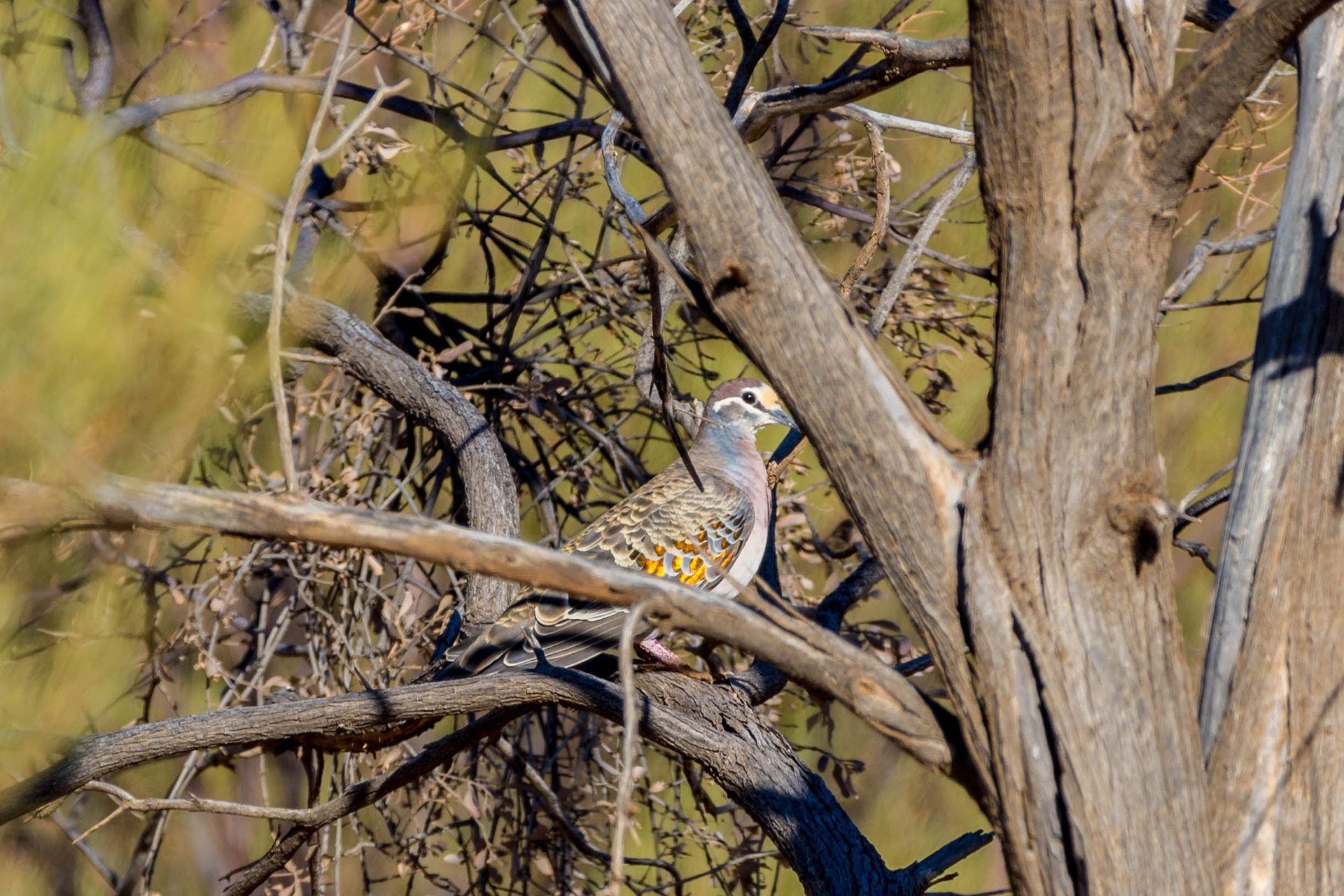 Common bronzewing