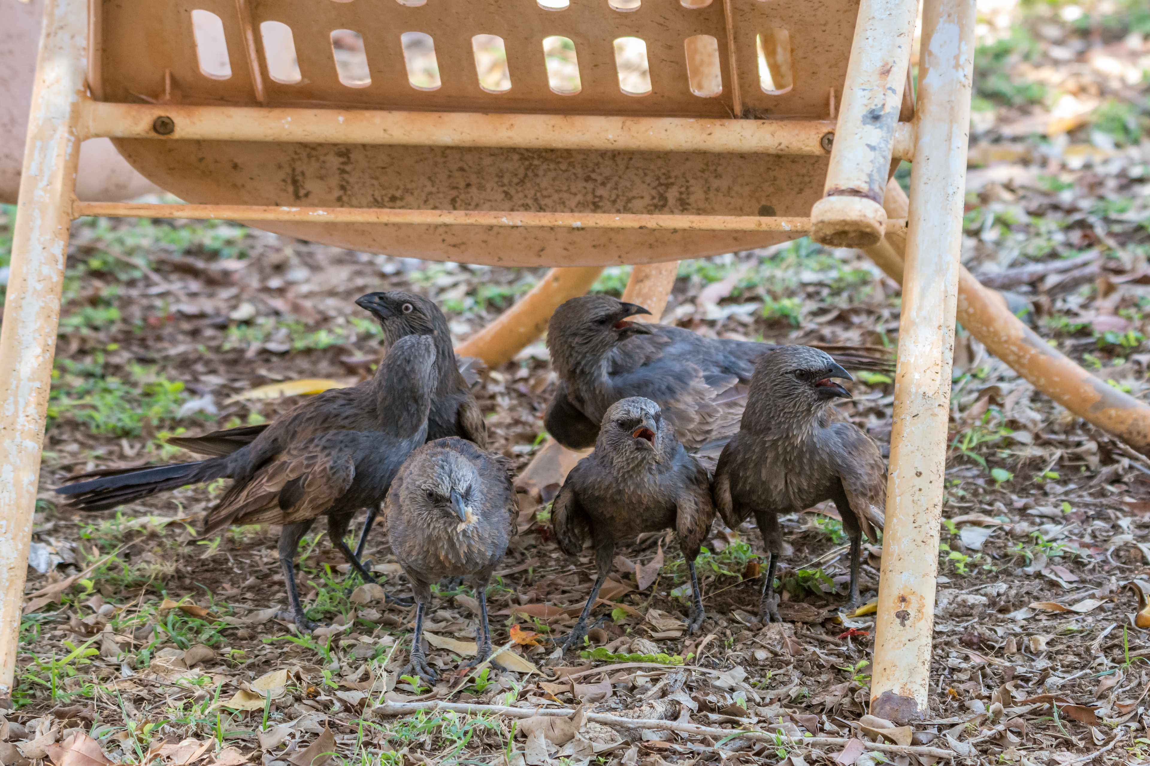 Choughes and apostlebirds (Apostlebird)
