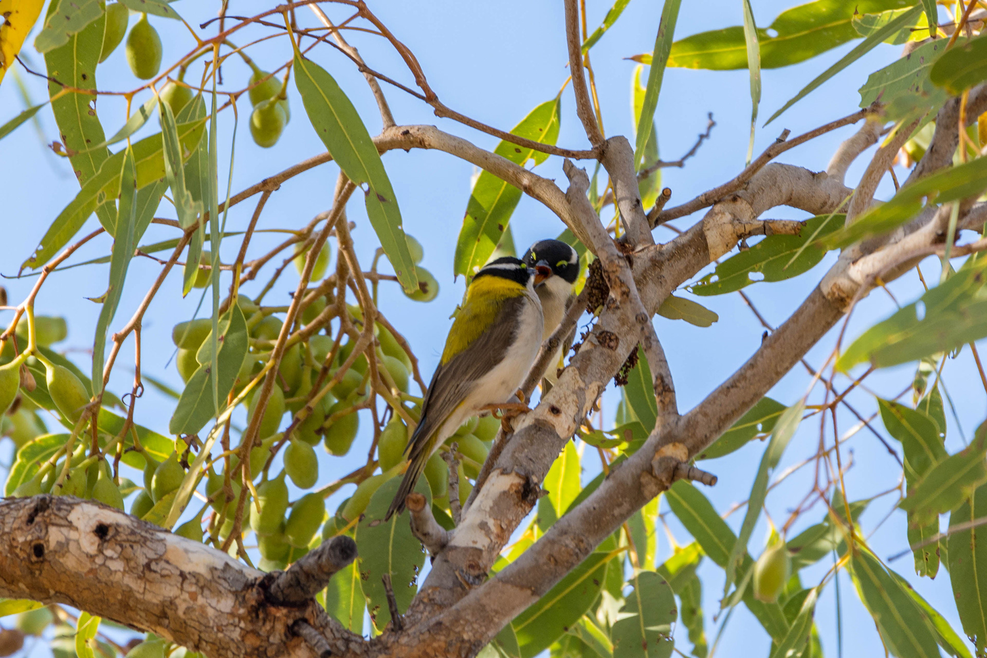Golden-backed honeyeater