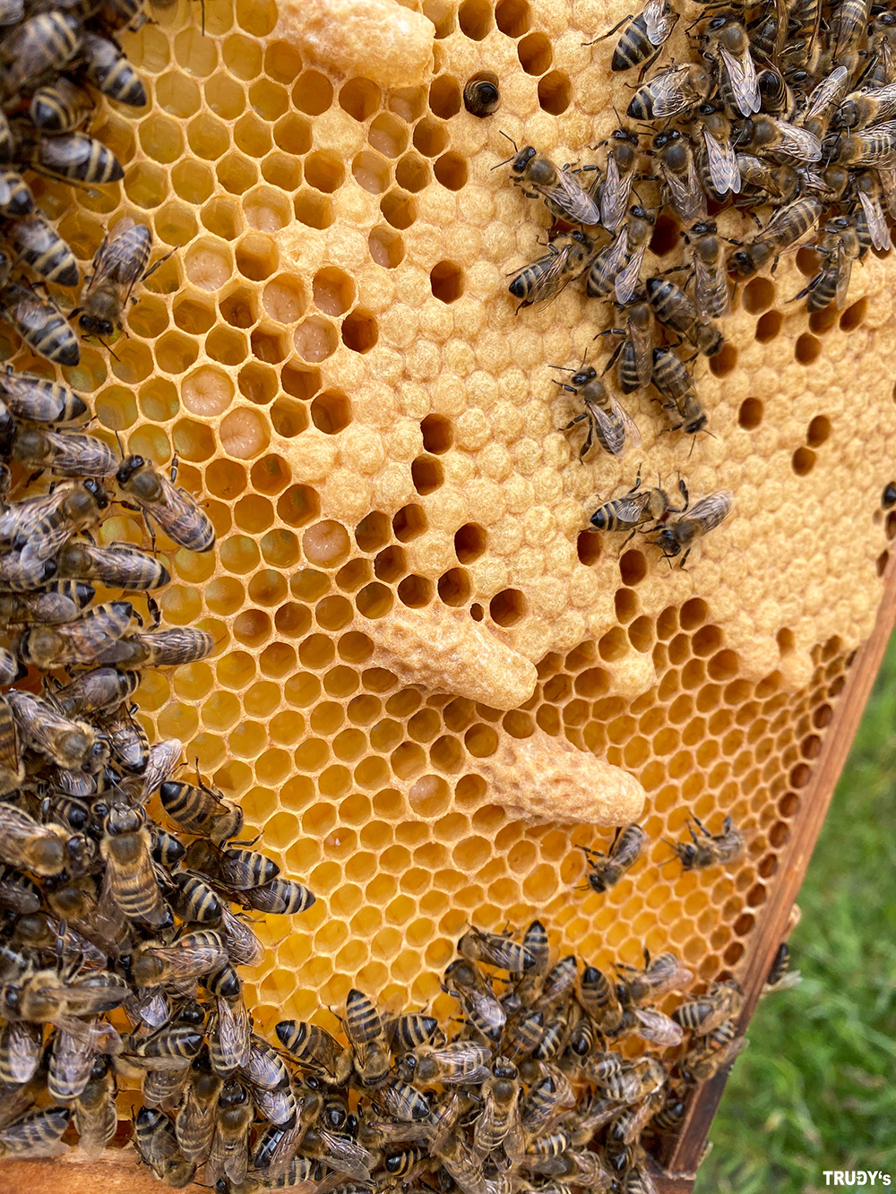 Verschiedene Stadien der Bienenbrut und drei Königinnenzellen