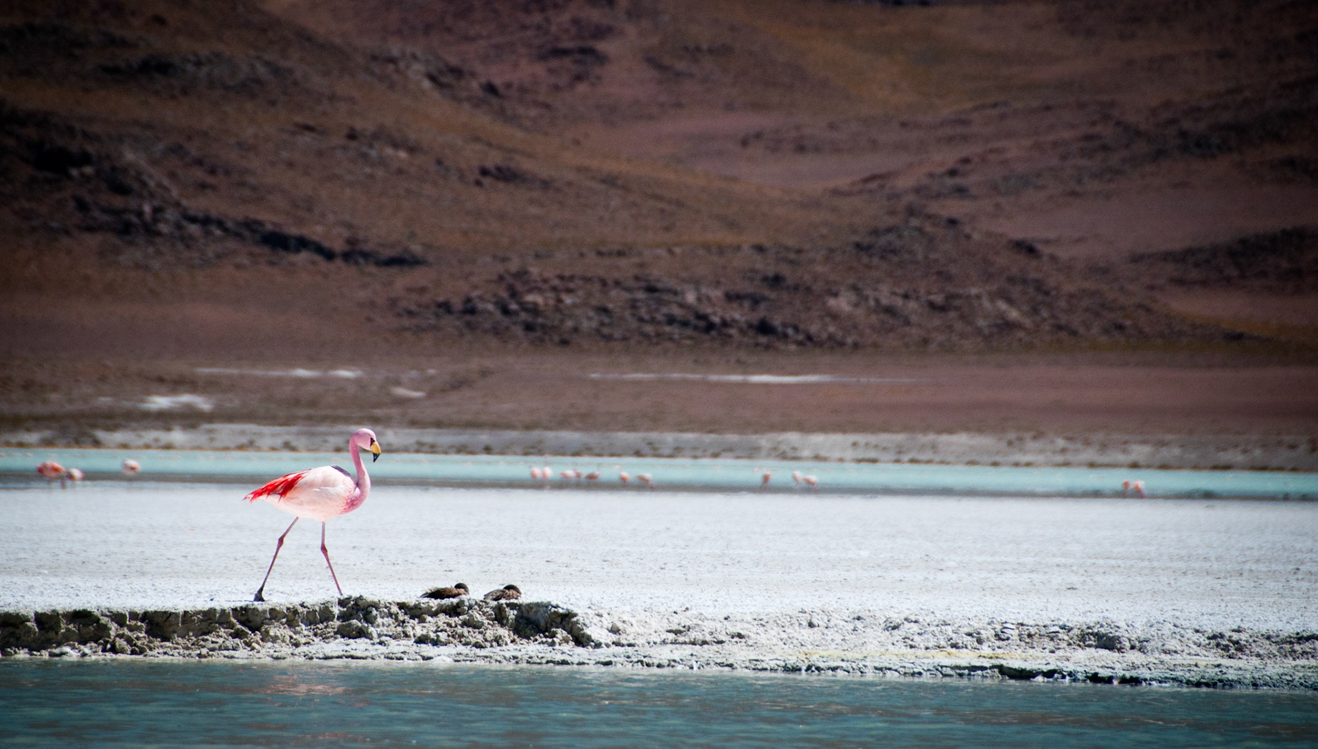 Flamingo at Laguna Hedionda (Bolivia)