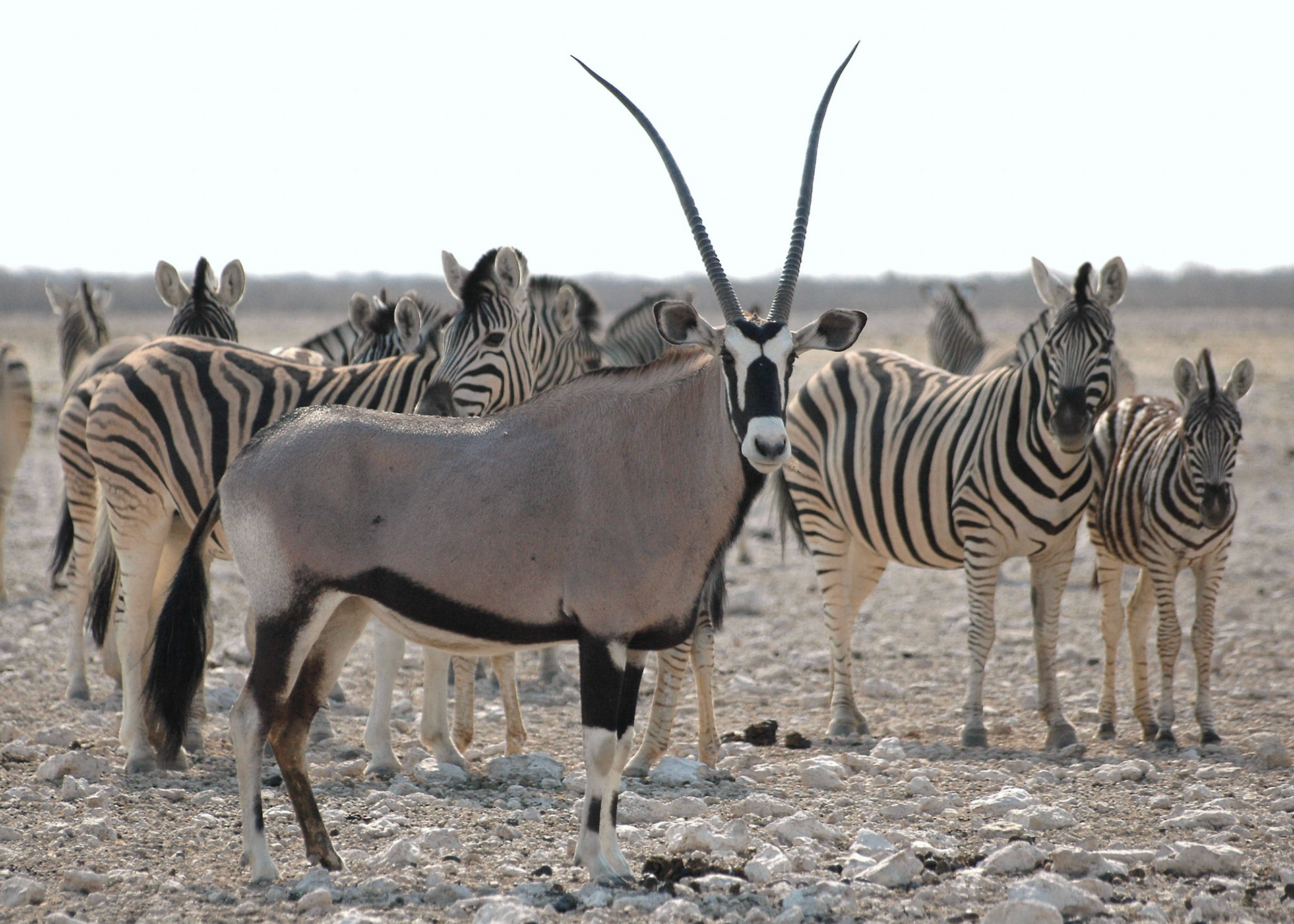 Etosha National Park, with its 4731 square kilometers, hosts some of the most varied and amazing wildlife I've ever seen. Here a Gemsbok in the middle of Burchell's Zebras.