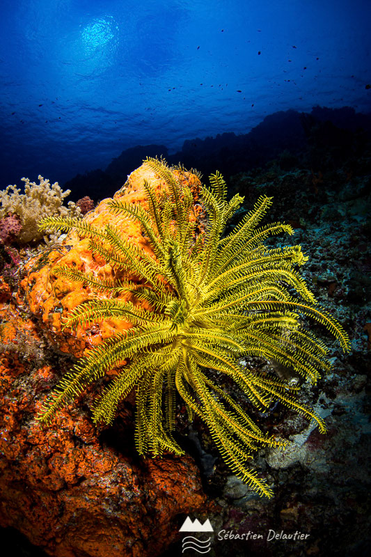 Comatule, APO reef