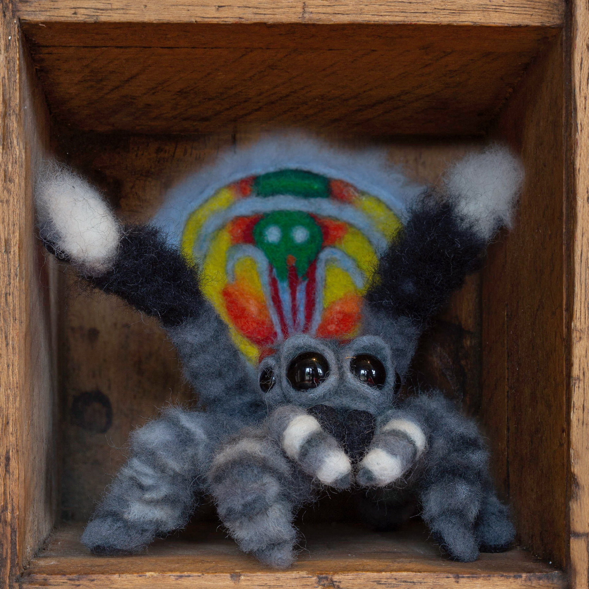 Maratus Volans