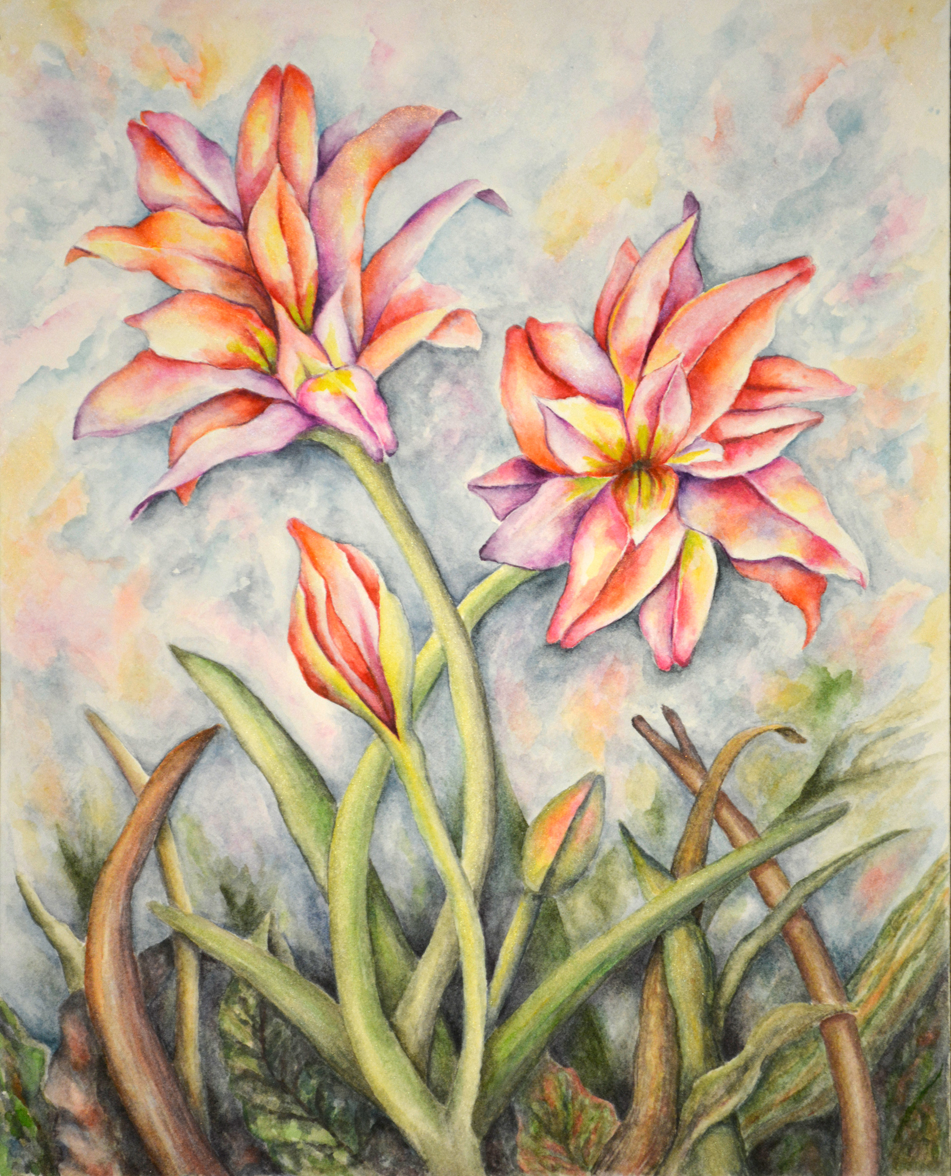 Amaryllis 1