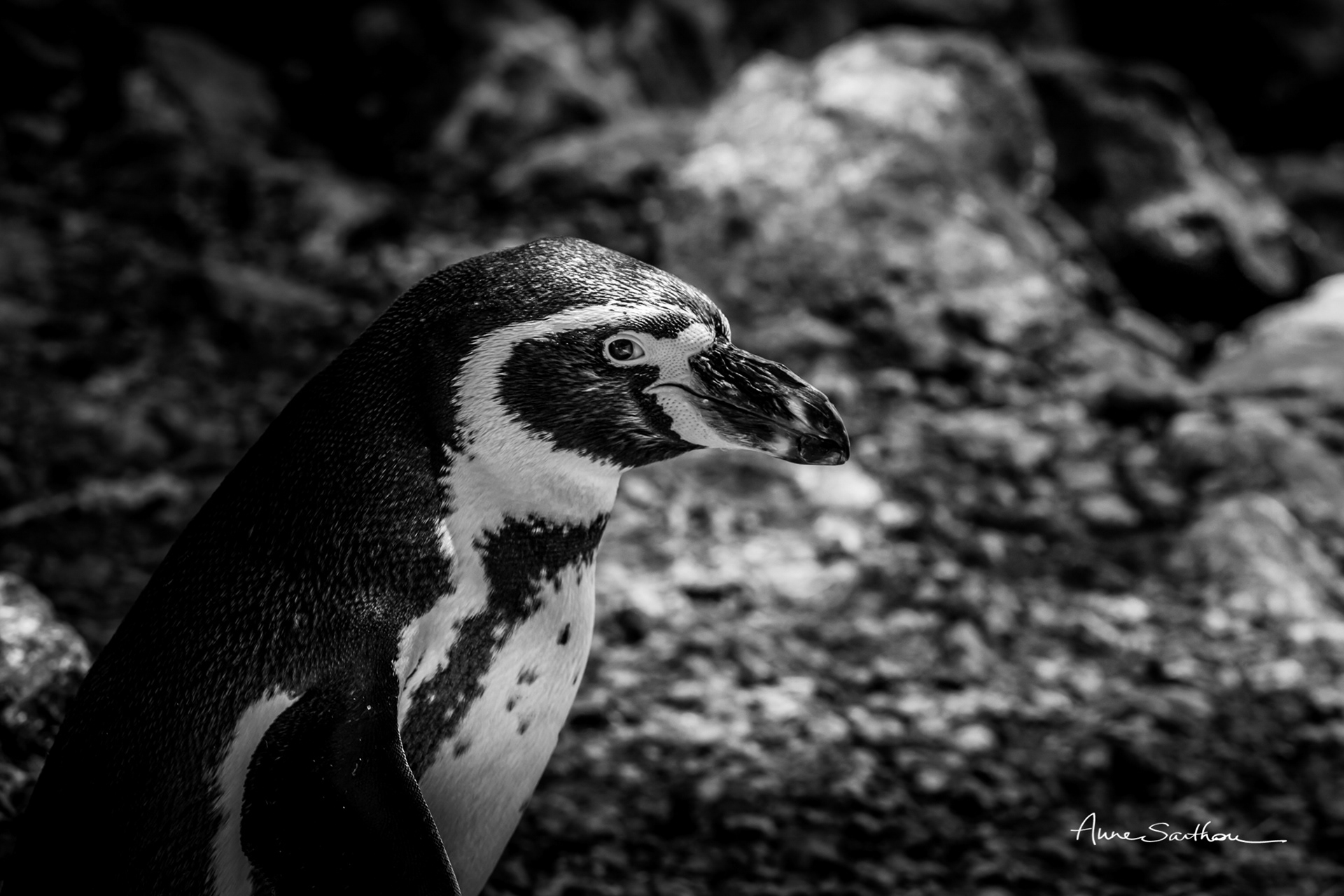 Le regard du manchot