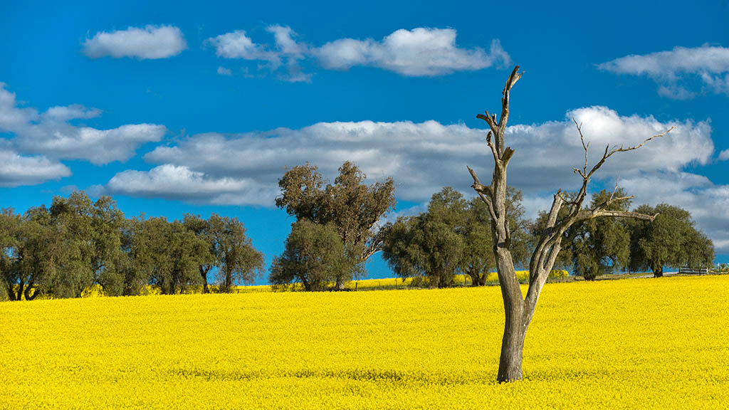 Canola fields, Harden, NSW.