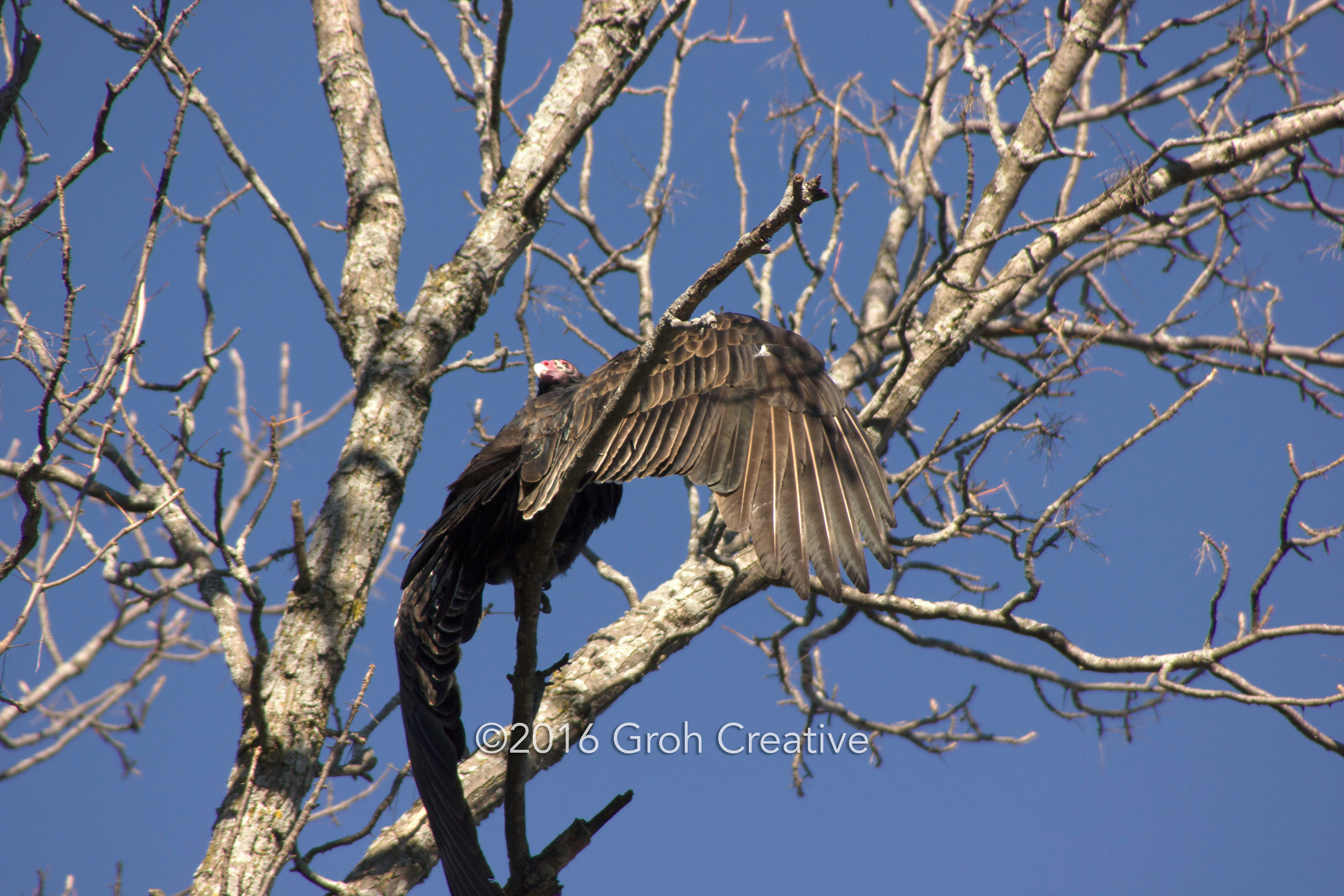 Groh Creative PHOTOS Wisconsin Turkey Vultures