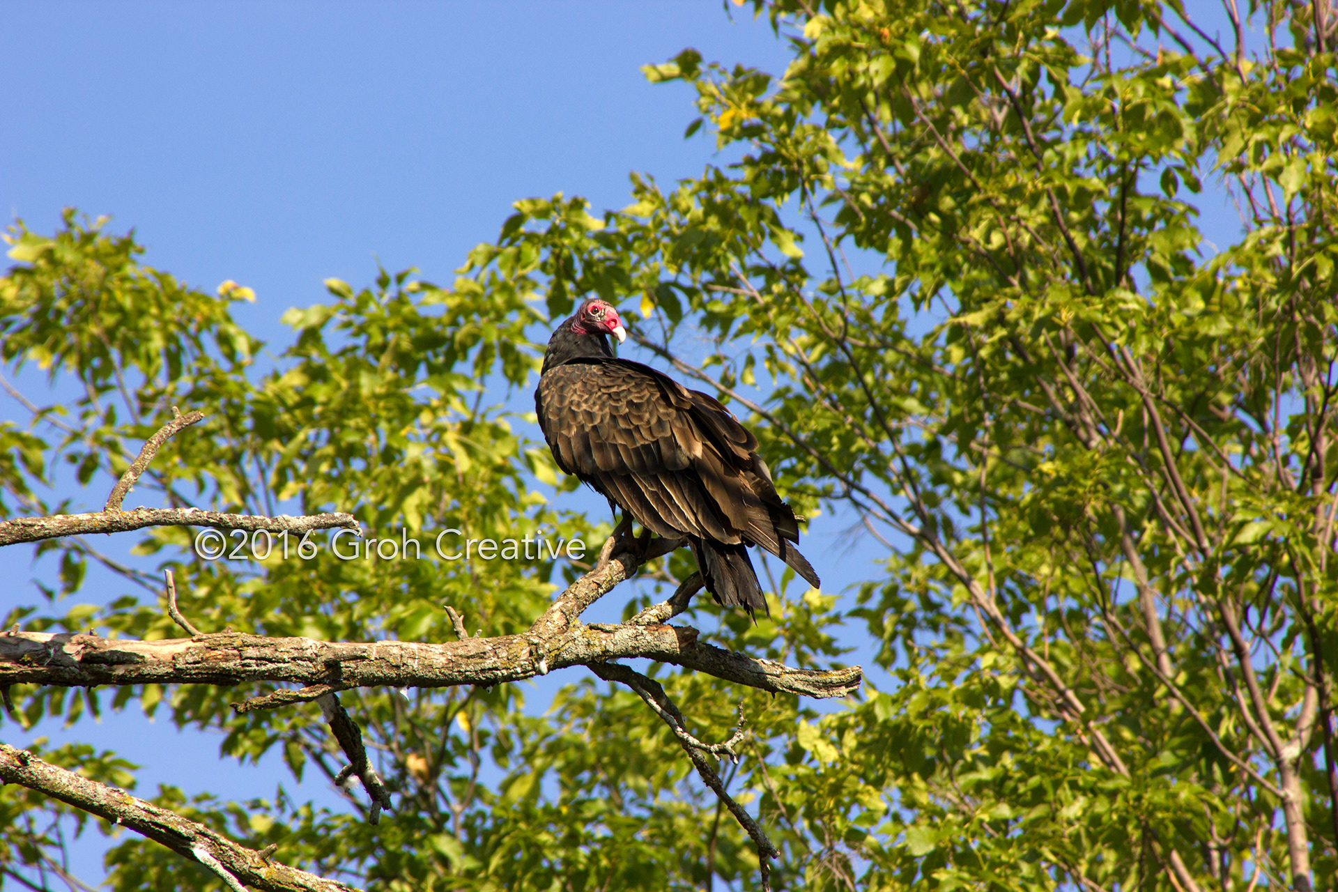 Groh Creative PHOTOS Wisconsin Turkey Vultures