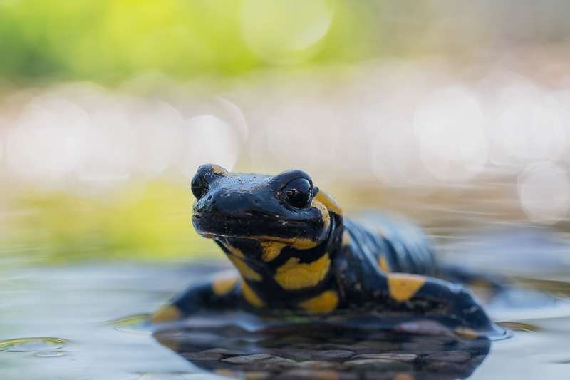 Feuersalamander - Salamandra salamandra