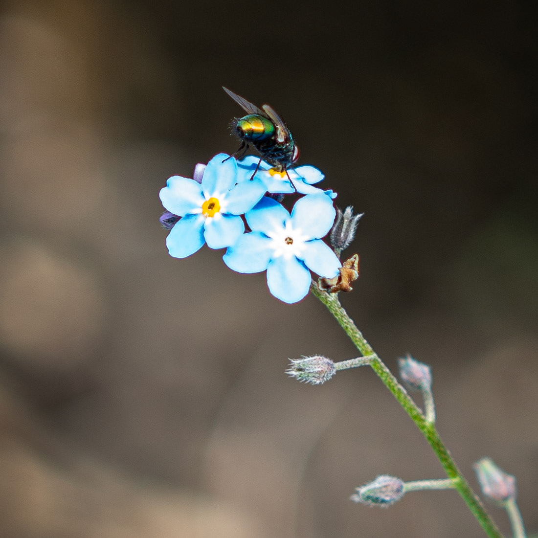 Spring - Nature Photography
