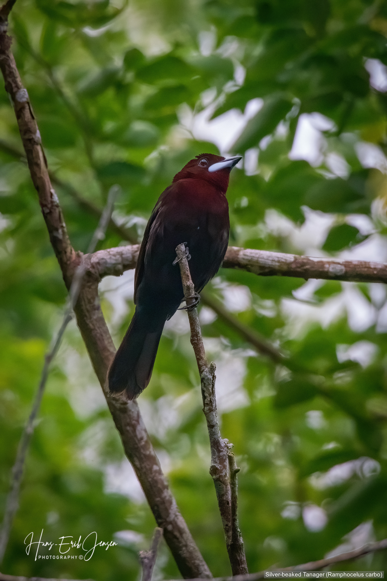 Bird 47