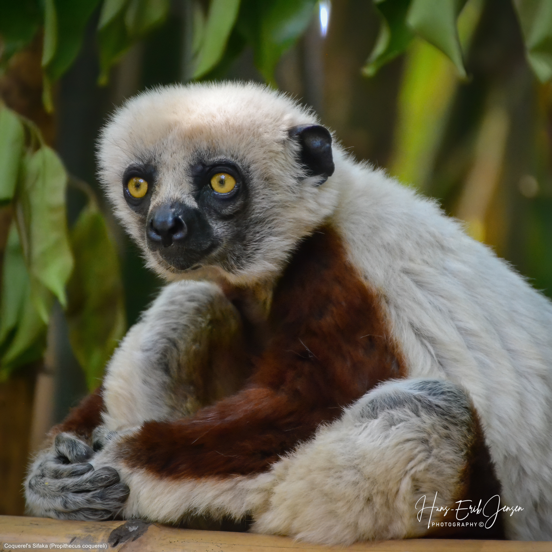 Lemur 28