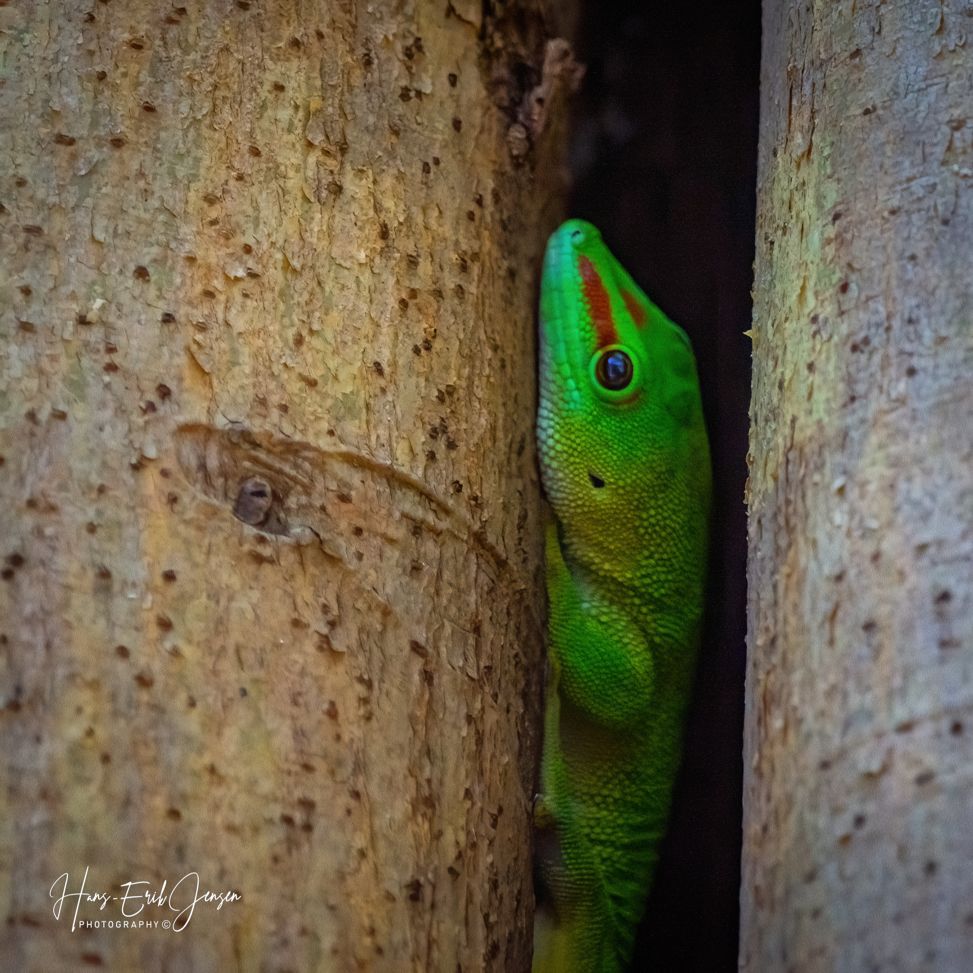 Reptile 10