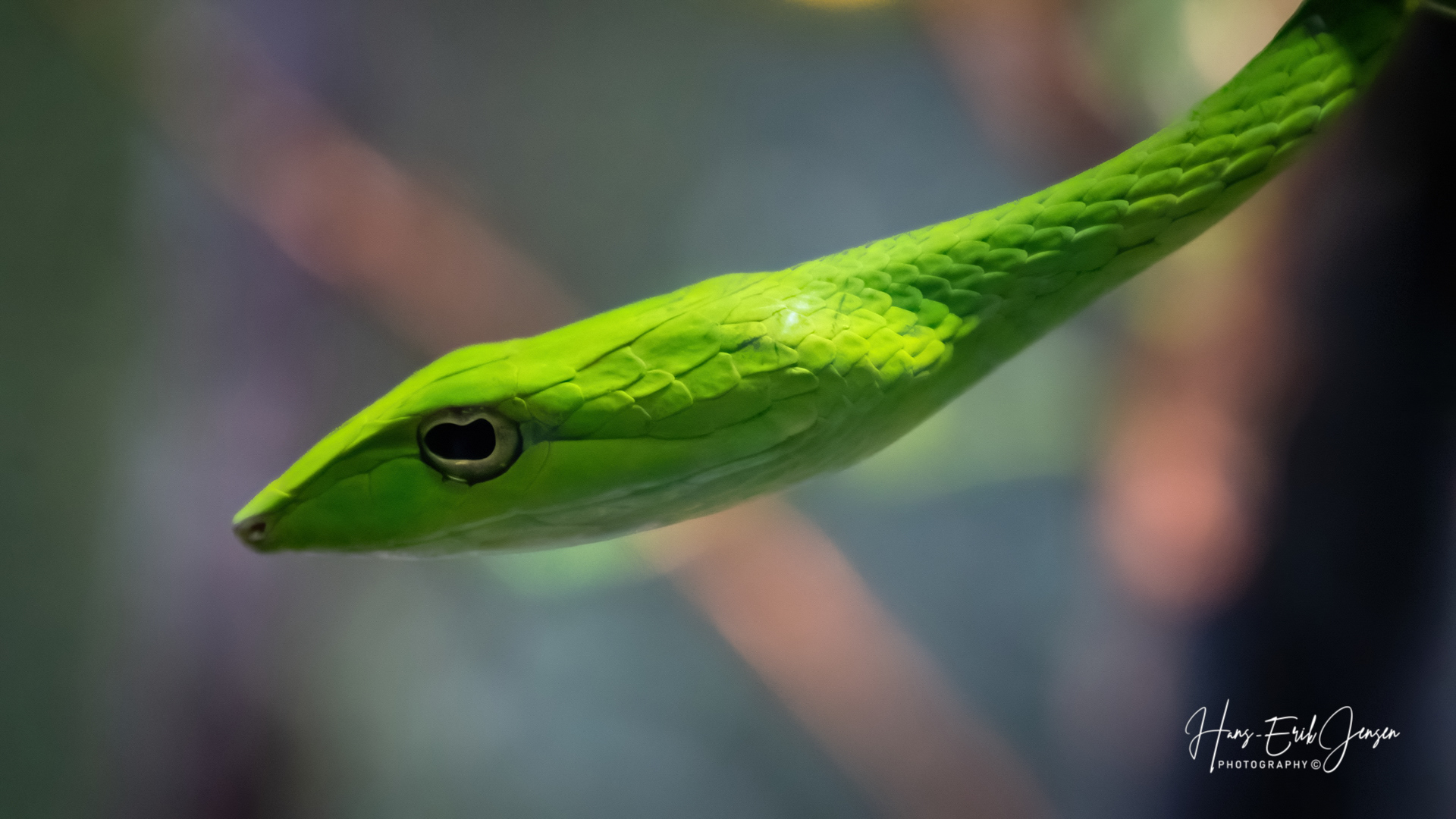 Reptile 42