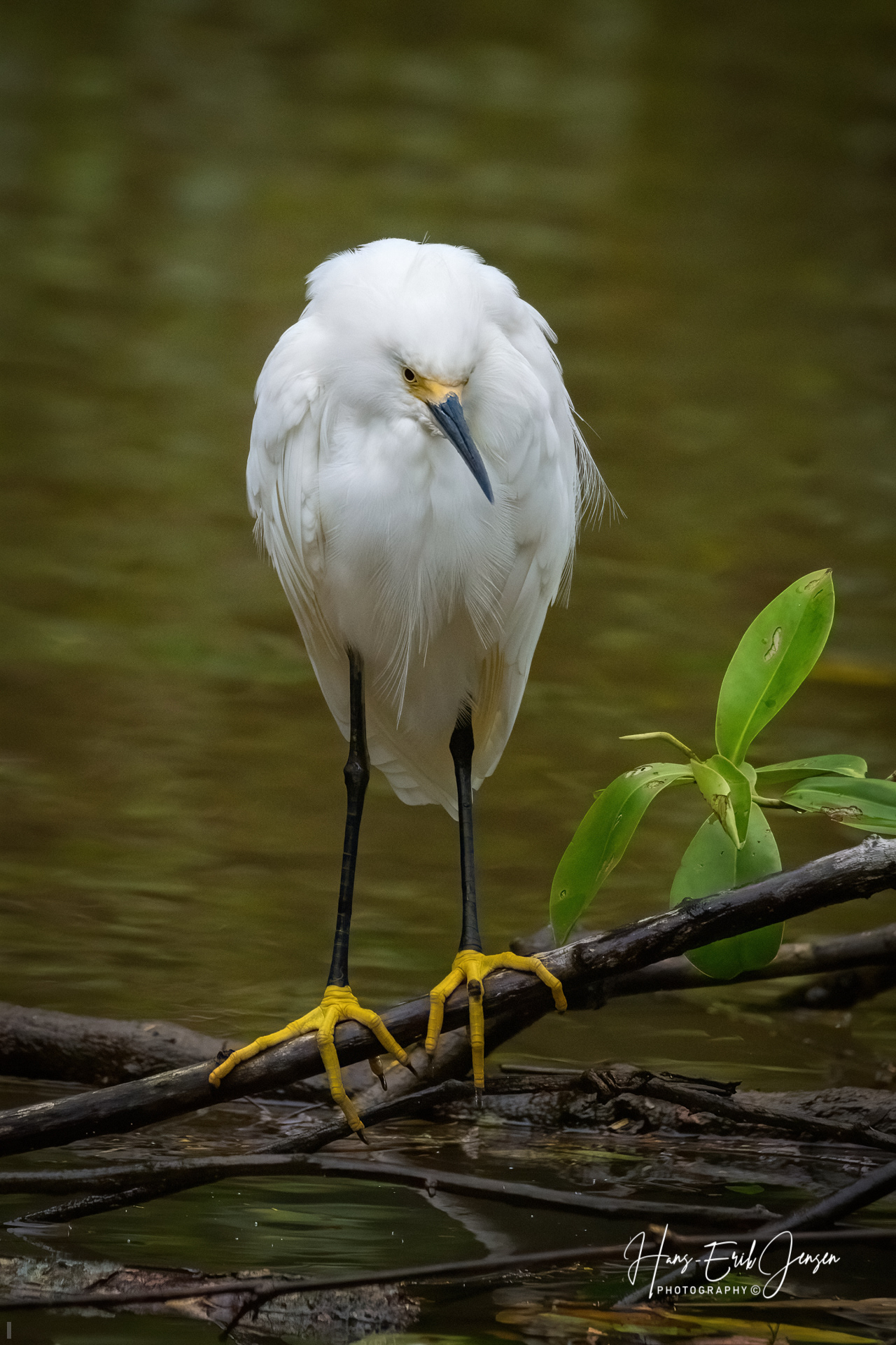 Bird 80