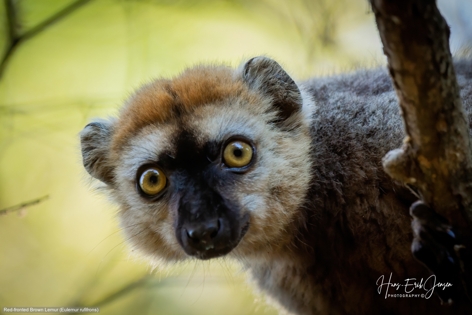 Lemur 22