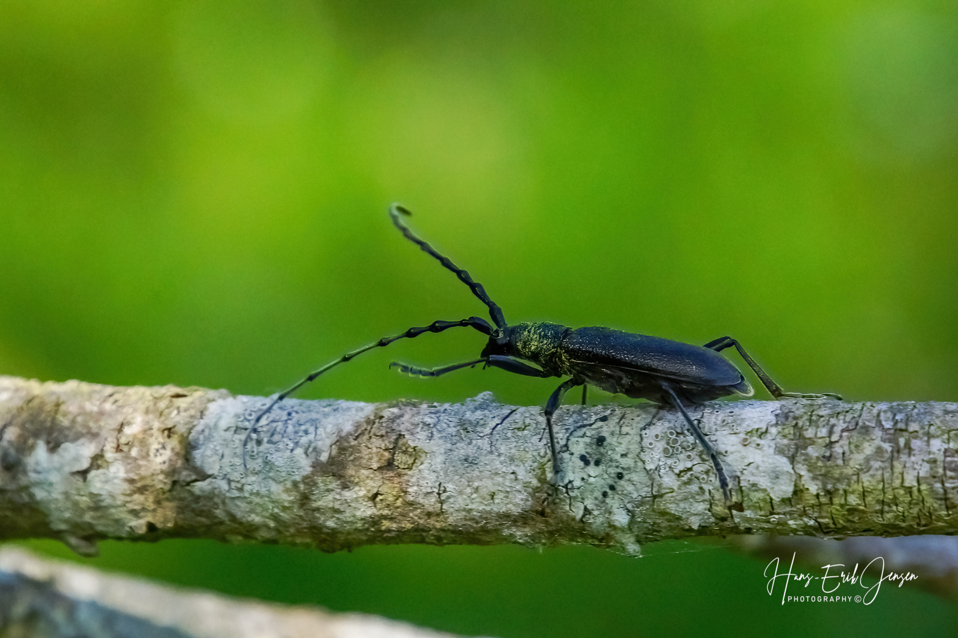 Bug 48