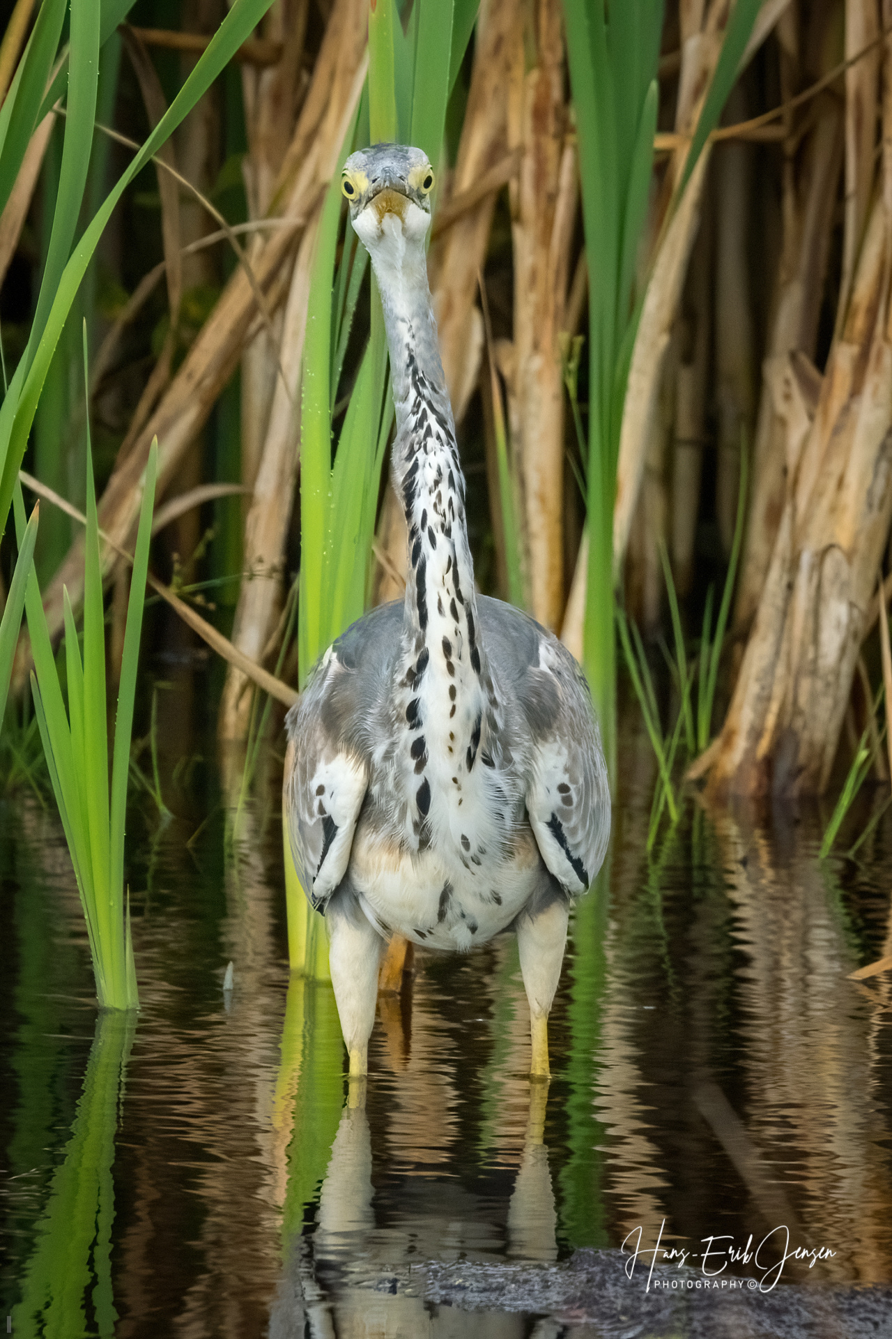 Bird 90