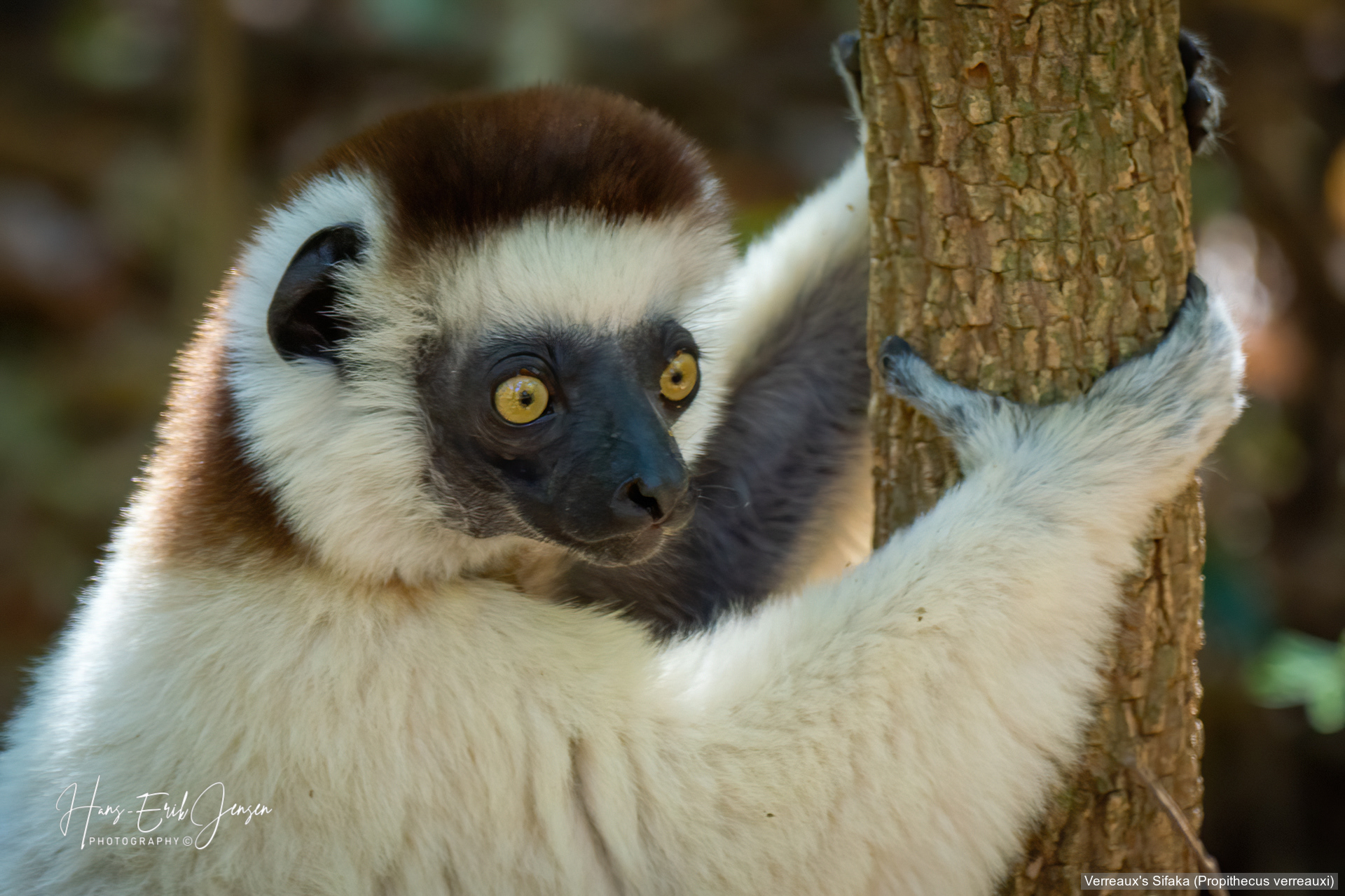 Lemur 6