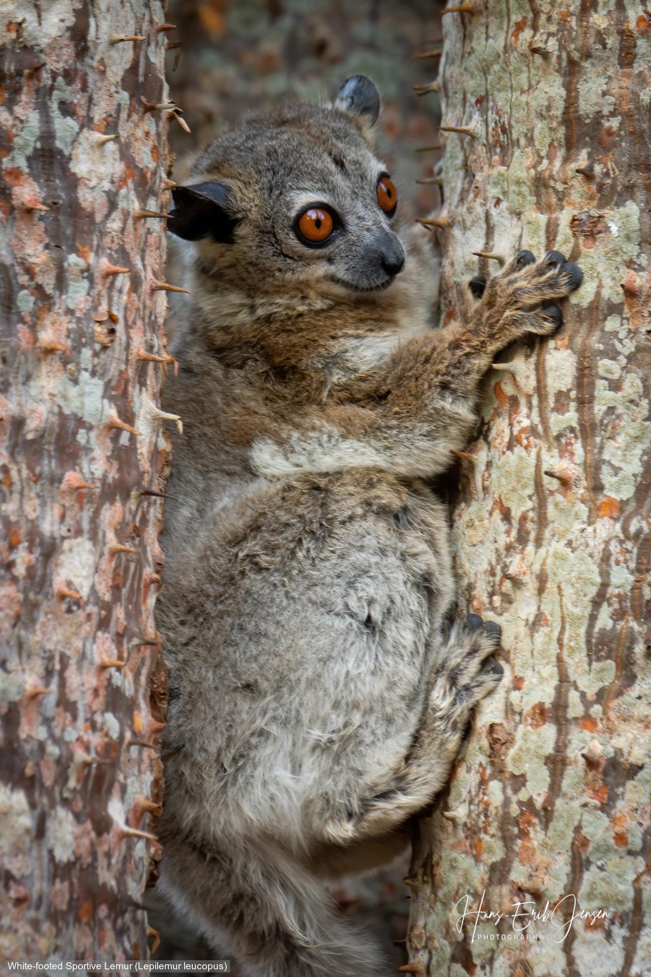 Lemur 26