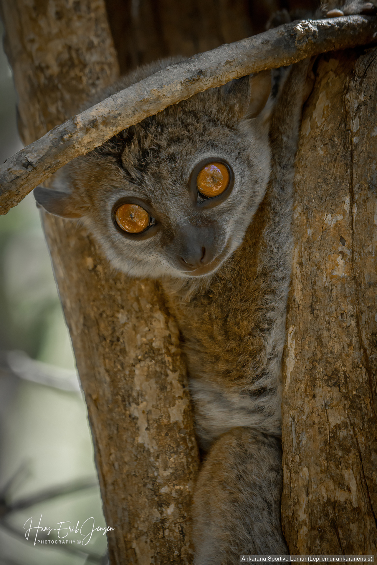 Lemur 19