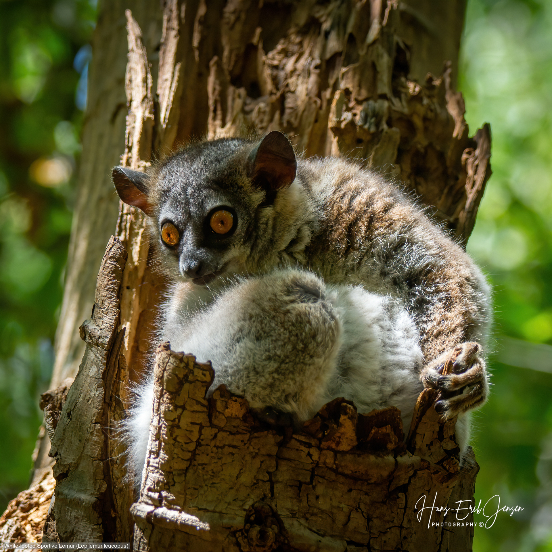Lemur 24
