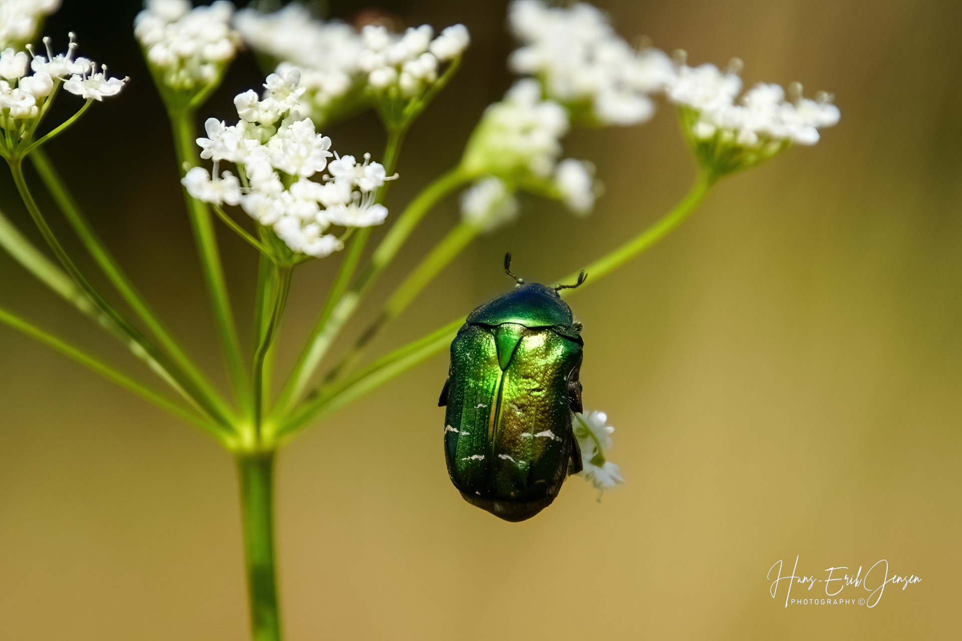 Bug 54