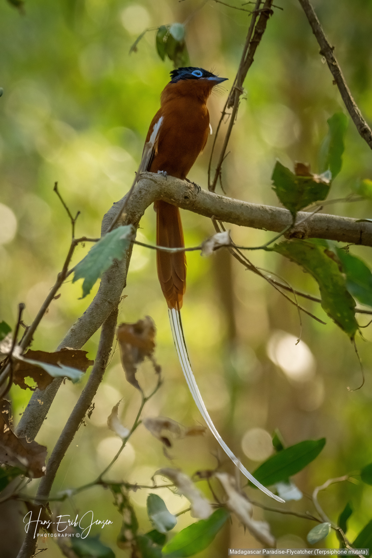 Bird 35