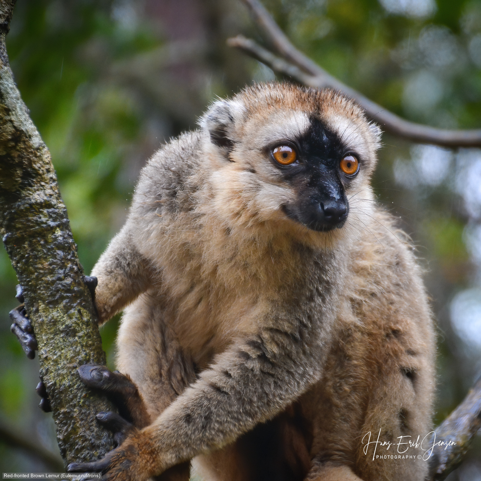 Lemur 15