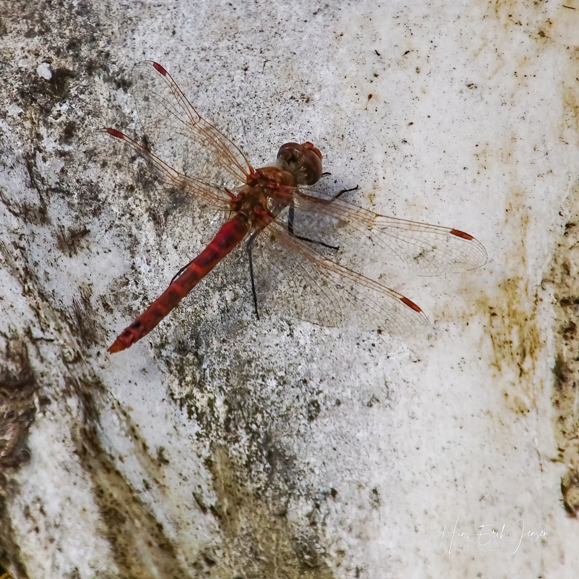 Dragonfly 28