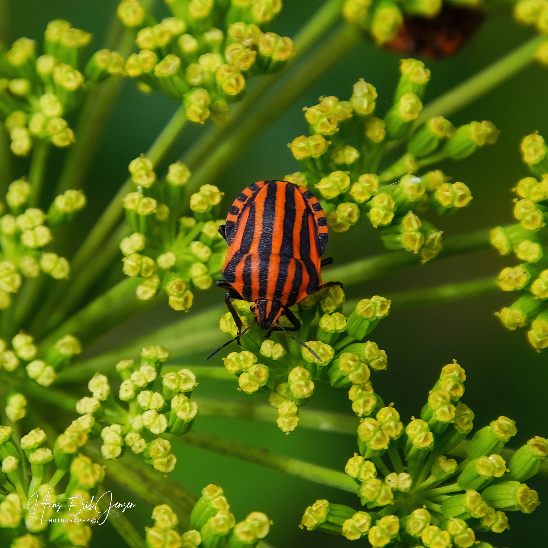 Bug 25