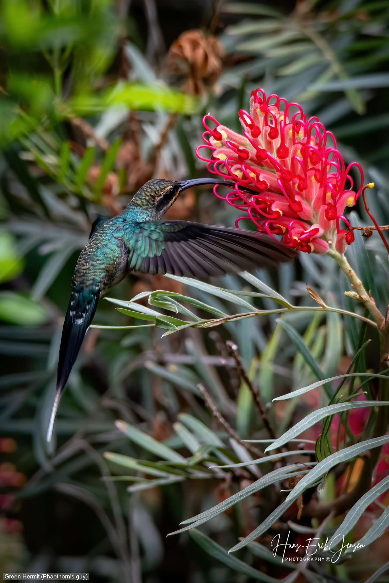 Hummingbird 16