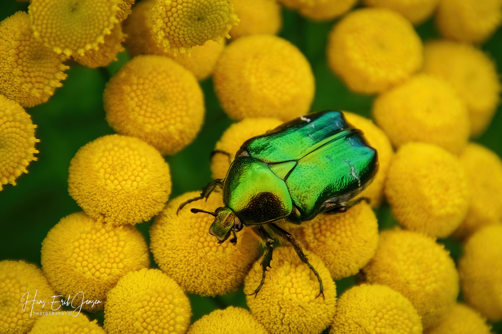 Bug 1