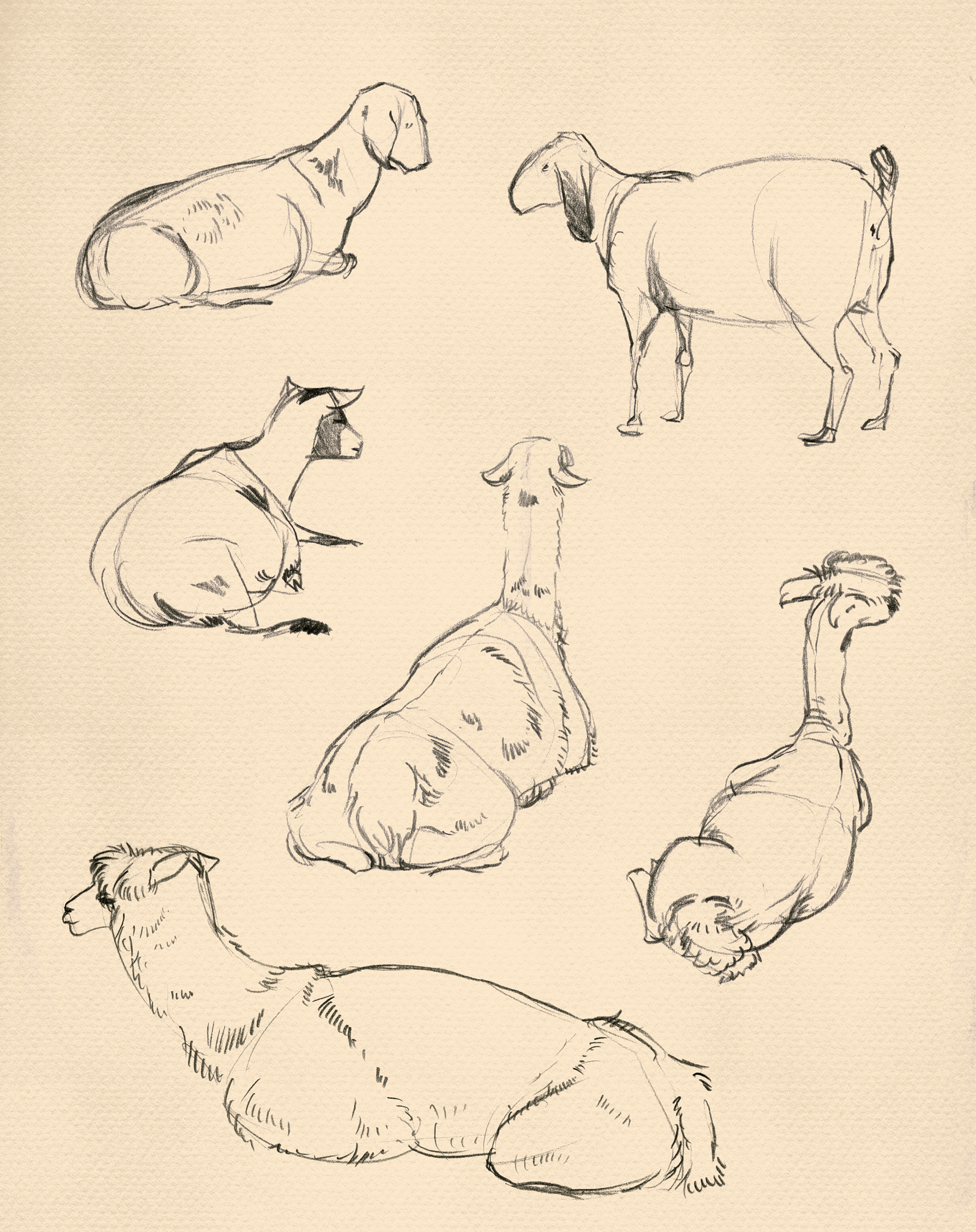 Goats, Llamas & Alpacas
