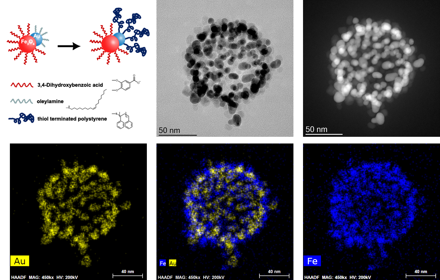 (a) Scheme of ligand exchange for polystyrene polymers onto the Au lobe; (b-c) TEM analyses of assembly structures of Janus dumbbell nanocrystals coated with polystyrene: (b) bright-field TEM image, (c) HAADF-STEM image, and EDS elemental mapping for (d) Au, (e) Fe and (f) Fe+Au.
