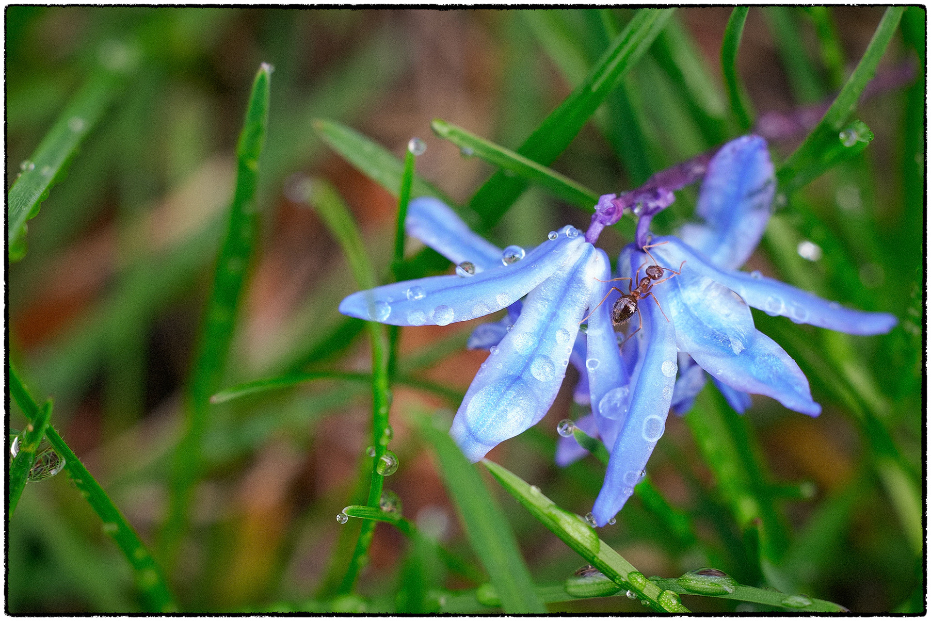 An a blue flower, surrounded by water droplets