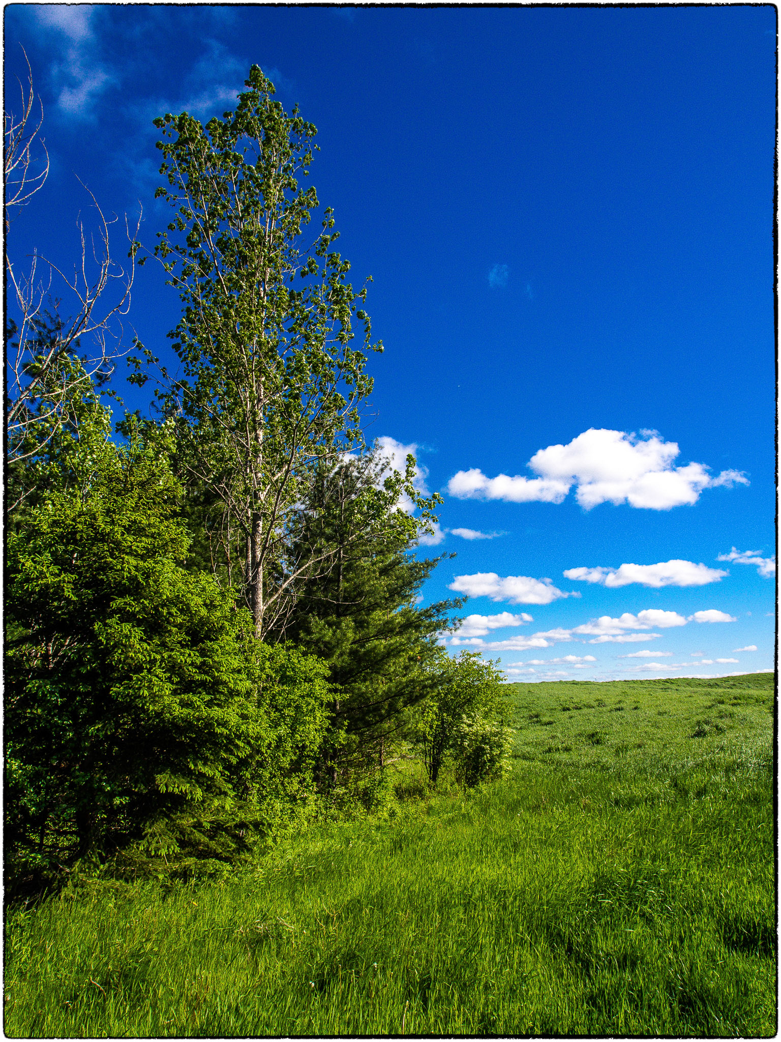 A stand of trees next to an open field
