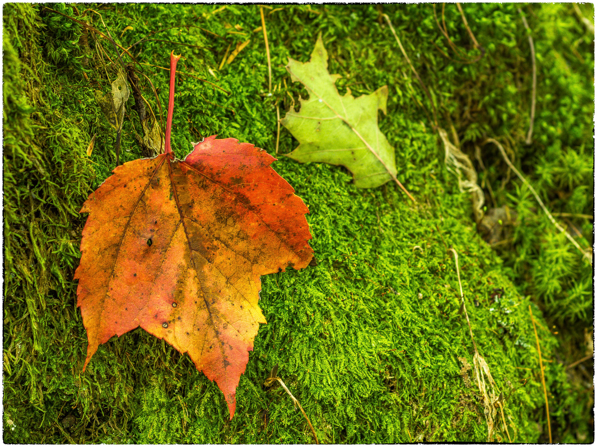 Red Leaf, Green moss